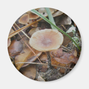 Little Brown Mushrooms OBX Magnet