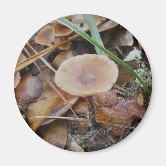 Little Brown Mushrooms OBX Magnet (Vorne)