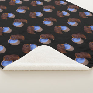 Little Brown Smooth Hahaar Guinea Pig, Sherpadecke