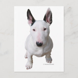 Little Bull Terrier Postkarte