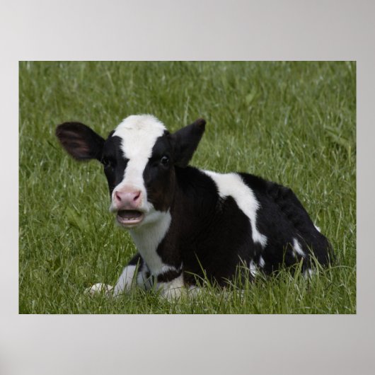Little Calf Poster (Vorne)