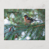 Little Chaffinch Postcard Postkarte (Vorderseite)