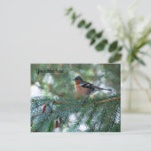 Little Chaffinch Postcard Postkarte (Stehend Vorderseite)