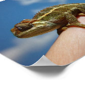Little Chameleon Poster (Ecke)
