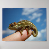 Little Chameleon Poster (Vorne)