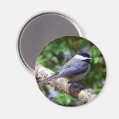 Little Chickadee Magnet (Vorderseite/Rückseite)