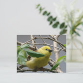 Little Chickadee Postkarte (Stehend Vorderseite)