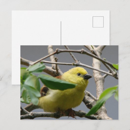 Little Chickadee Postkarte (Vorne/Hinten)