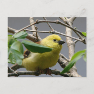 Little Chickadee Postkarte