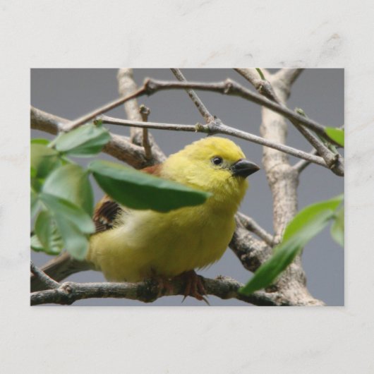 Little Chickadee Postkarte (Vorderseite)