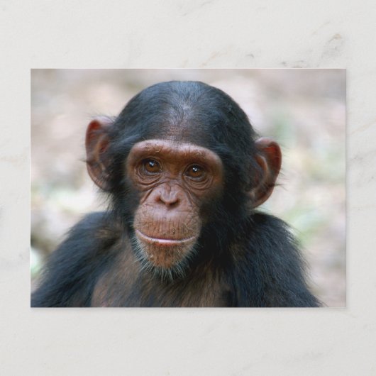 Little Chimp Postkarte (Vorderseite)