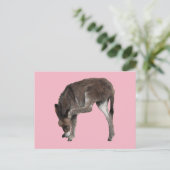 Little Chocolate Donkey Foal Scratching Ohr Postkarte (Stehend Vorderseite)