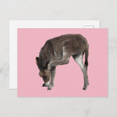 Little Chocolate Donkey Foal Scratching Ohr Postkarte (Vorne/Hinten)