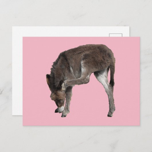 Little Chocolate Donkey Foal Scratching Ohr Postkarte (Vorne/Hinten)