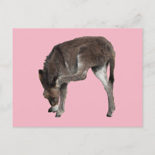 Little Chocolate Donkey Foal Scratching Ohr Postkarte