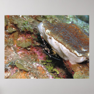 Little Coral Shrimp Poster