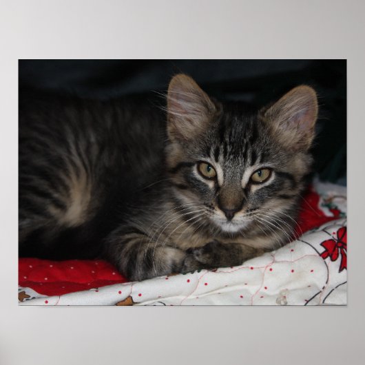 Little Cosy Kitten Christmas Poster (Vorne)