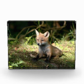 Little Cub Red Fox Fotoblock (Vorderseite)
