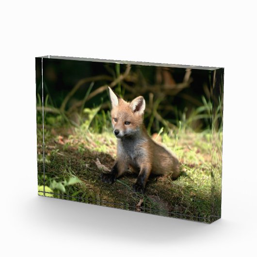 Little Cub Red Fox Fotoblock (Rechts)