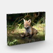 Little Cub Red Fox Fotoblock (Links)