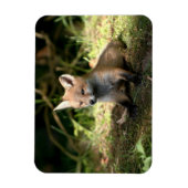 Little Cub Red Fox Magnet (Vertikal)