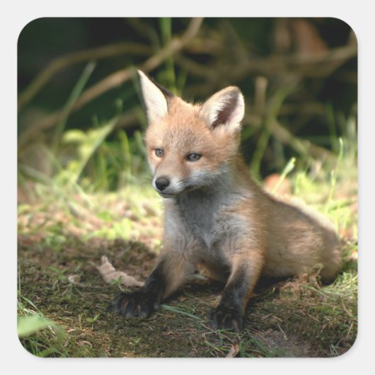 Little Cub Red Fox Quadratischer Aufkleber (Vorderseite)