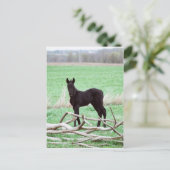 Little Dark Colt Postkarte (Stehend Vorderseite)