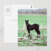 Little Dark Colt Postkarte (Vorne/Hinten)
