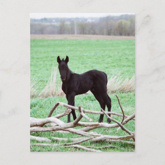 Little Dark Colt Postkarte (Vorderseite)