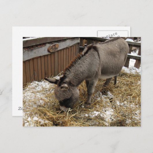 Little Donkey Christmas Feiertagspostkarte (Vorne/Hinten)
