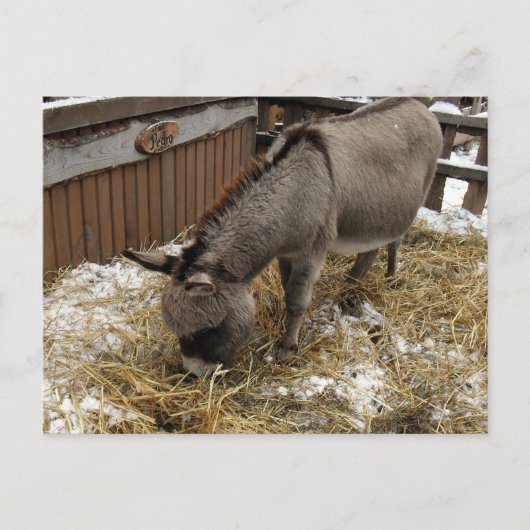 Little Donkey Christmas Feiertagspostkarte (Vorderseite)