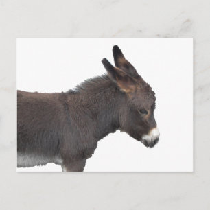 Little Donkey Postcard Postkarte