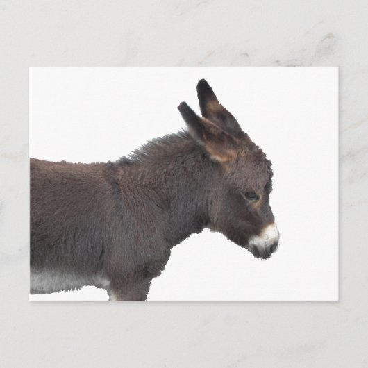 Little Donkey Postcard Postkarte (Vorderseite)
