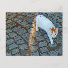 Little Dot Ephesus Cat Postkarte