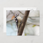 Little Downy Woodpecker Bird Postcard Postkarte (Vorne/Hinten)