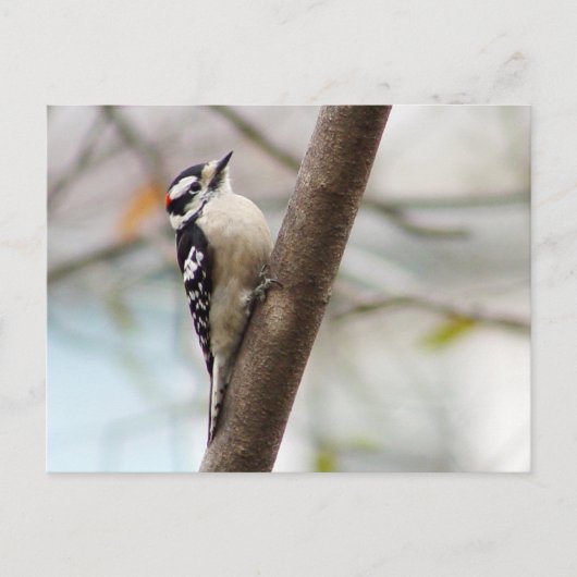 Little Downy Woodpecker Bird Postcard Postkarte (Vorderseite)