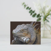 Little Dragon Postcard Postkarte (Stehend Vorderseite)