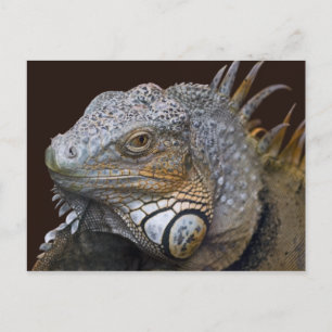 Little Dragon Postcard Postkarte