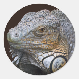 Little Dragon Sticker
