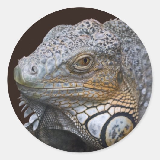 Little Dragon Sticker (Vorderseite)