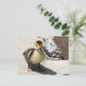Little Duckling Postcard Postkarte (Stehend Vorderseite)