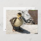 Little Duckling Postcard Postkarte (Vorne/Hinten)