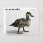 Little Duckling Postkarte (Vorne/Hinten)