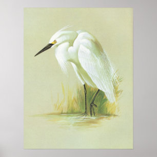 Little Egret - Egretta garzetta Poster