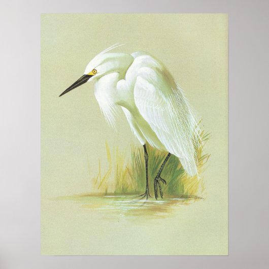 Little Egret - Egretta garzetta Poster (Vorne)