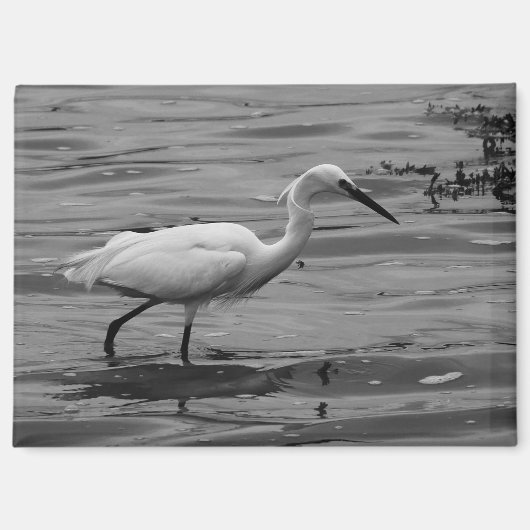 Little Egret Magnet (Vorderseite)