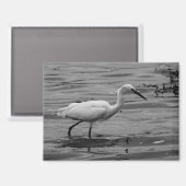 Little Egret Magnet (Vorderseite/Rückseite)