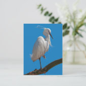 Little Egret Postcard Postkarte (Stehend Vorderseite)