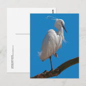 Little Egret Postcard Postkarte (Vorne/Hinten)