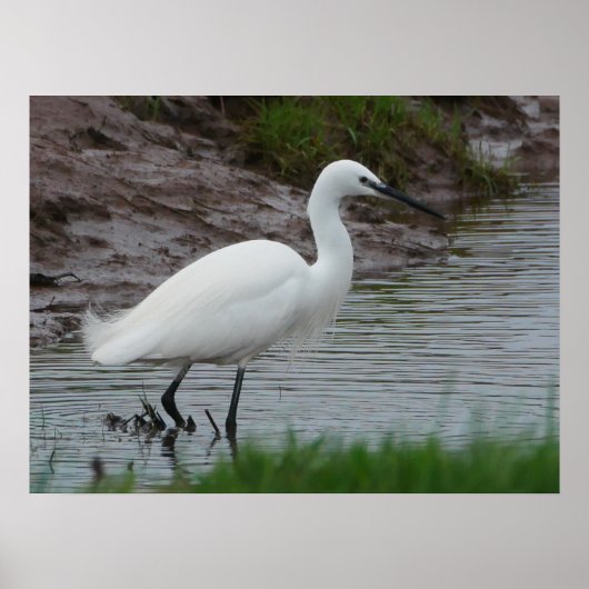 Little Egret Poster (Vorne)